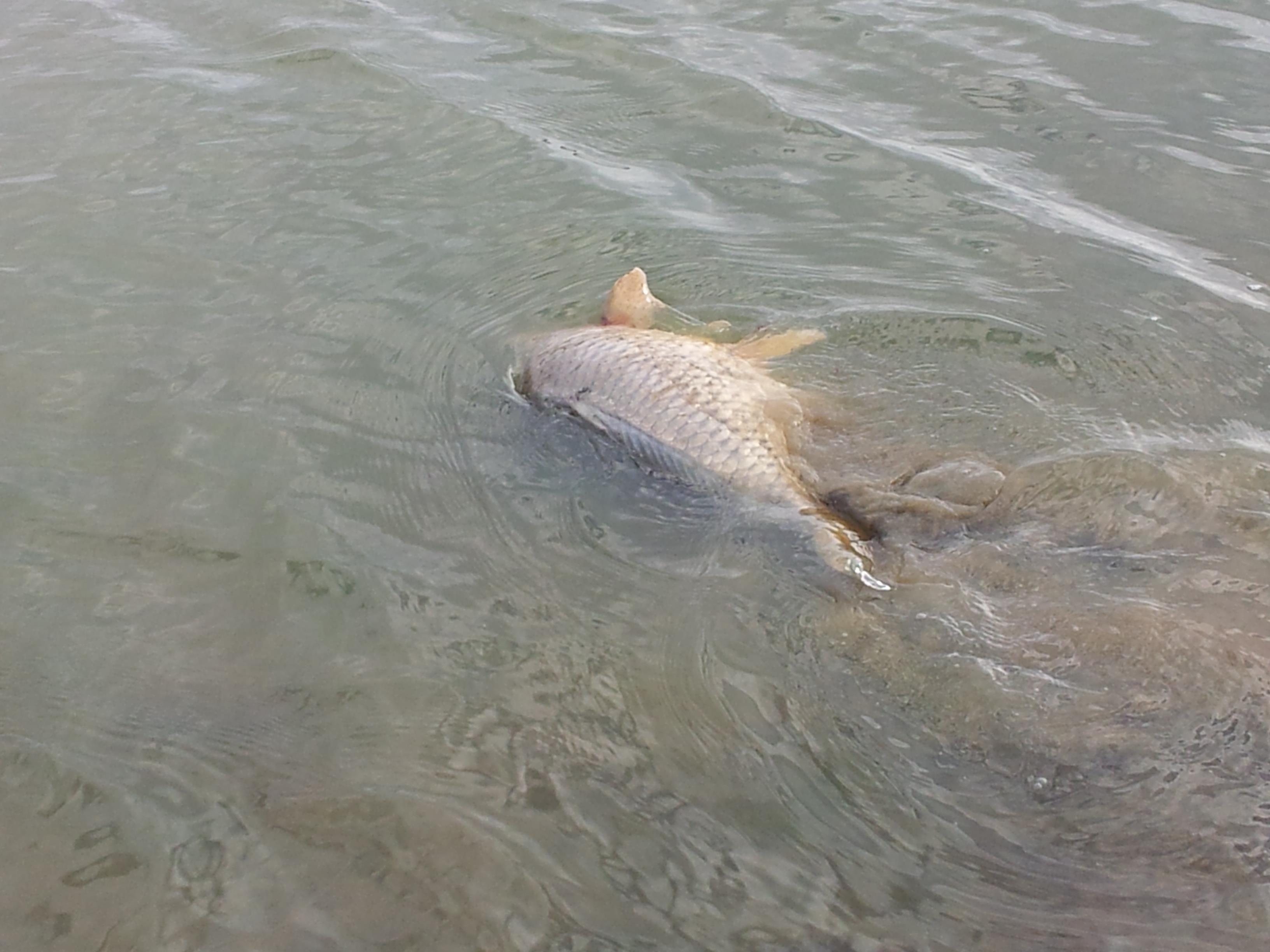 Cetariu 16 - 16 sep. 2012 - 20120916_174811.jpg